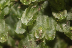 Pallavicinia tenuinervis
