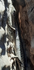 Cryptoblepharus