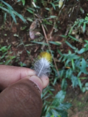 Oriolus chinensis