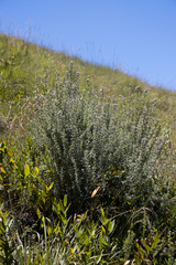 Lotononis lotononoides