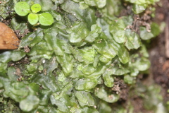 Pallavicinia tenuinervis
