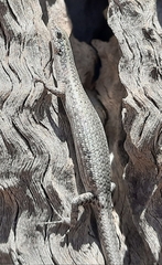 Cryptoblepharus
