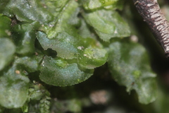 Pallavicinia tenuinervis