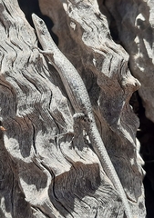 Cryptoblepharus
