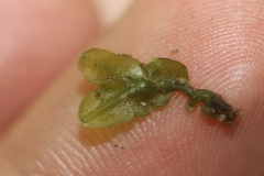 Pallavicinia tenuinervis