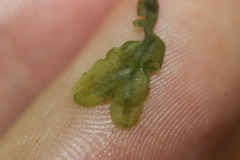 Pallavicinia tenuinervis
