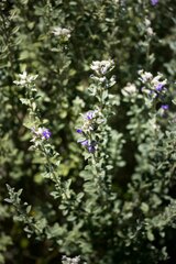 Lotononis lotononoides