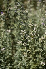 Lotononis lotononoides