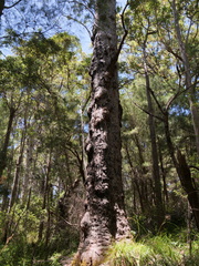 Eucalyptus jacksonii