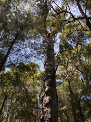 Eucalyptus jacksonii
