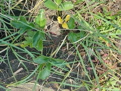 Glehnia littoralis