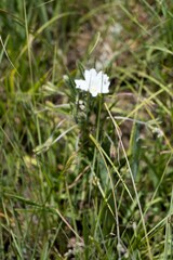 Monsonia