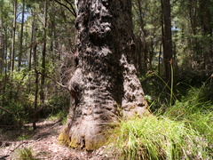 Eucalyptus jacksonii