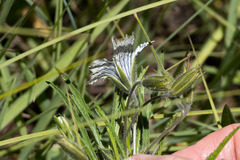 Monsonia