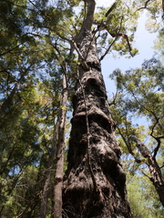 Eucalyptus jacksonii