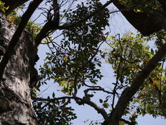 Eucalyptus jacksonii