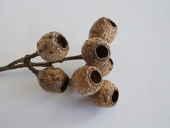 Eucalyptus jacksonii