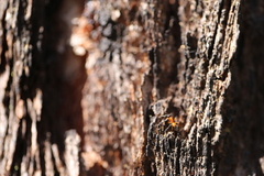 Opisthopsis rufithorax