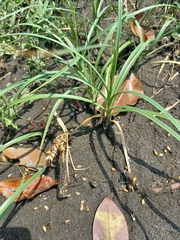 Carex pumila