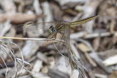 Crocothemis nigrifrons