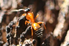 Opisthopsis rufithorax