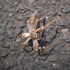 Isopedella