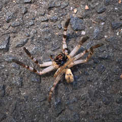 Isopedella