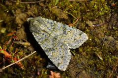 Ichneutica virescens