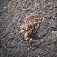 Isopedella