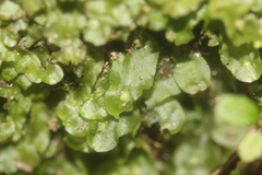 Pallavicinia tenuinervis