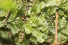 Pallavicinia tenuinervis