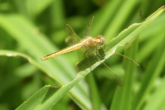 Crocothemis nigrifrons