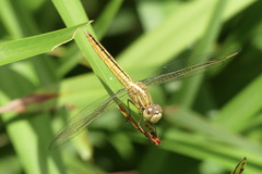 Crocothemis nigrifrons