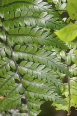 Polystichum wawranum