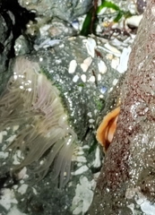 Anthopleura elegantissima