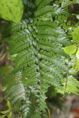 Polystichum wawranum