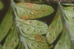 Polystichum wawranum