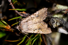 Ichneutica averilla