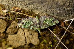 Pasiphila bilineolata