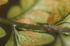 Polystichum wawranum