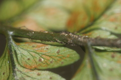 Polystichum wawranum