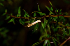 Caloptilia selenitis