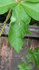 Thwaitesia nigronodosa