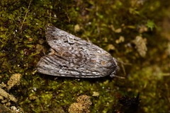 Physetica sequens