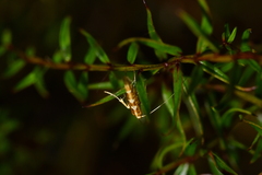 Caloptilia selenitis