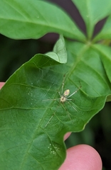 Thwaitesia nigronodosa