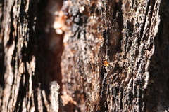 Opisthopsis rufithorax