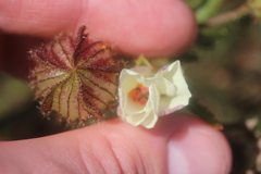 Hibiscus trionum