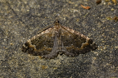 Hydriomena hemizona