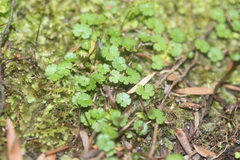 Hydrocotyle microphylla